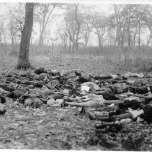 Kivégzett muszosok, Beregi erdő, 1944. aug.